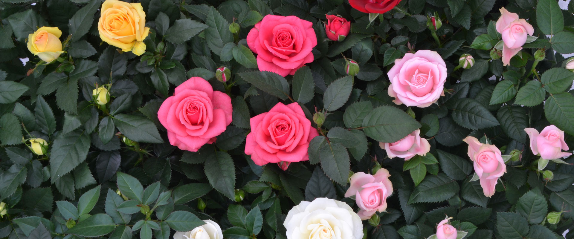 Difference Roses A careful process of breeding and selection creates